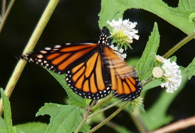 [The wings are nearly fully extended showcasing the wings. There appears to be two rows of white dots in the black at the edges of the wings. There are streaks of white across the wing as the movement blurred the white dots into a streak.]